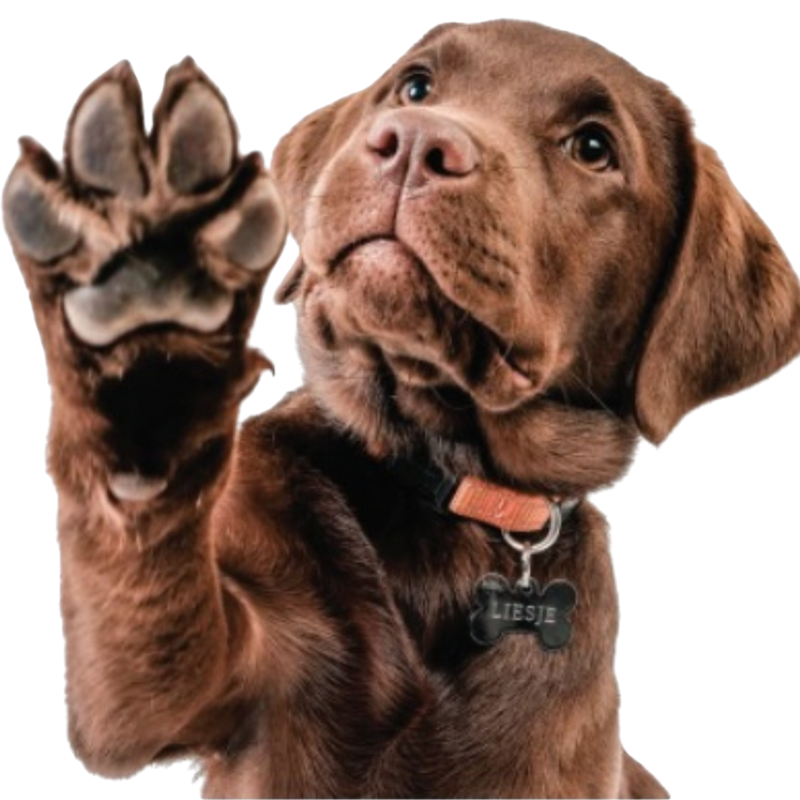 Dog Image